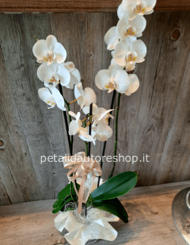 Pianta di Phaleonopsis, diversi colori a richiesta.