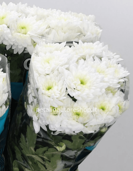 Crisantemi ramificati a mazzo Delianne White