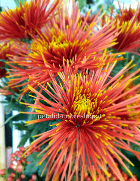 Crisantemo a stelo Saffina Dark