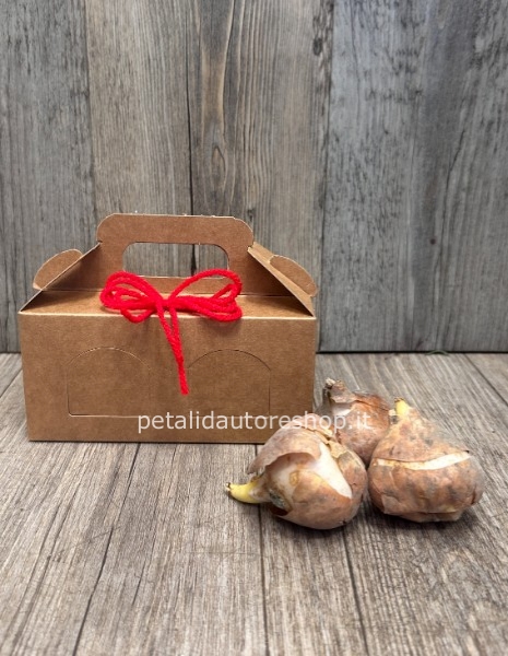 Scatolina con 3 bulbi di tulipani porta fortuna